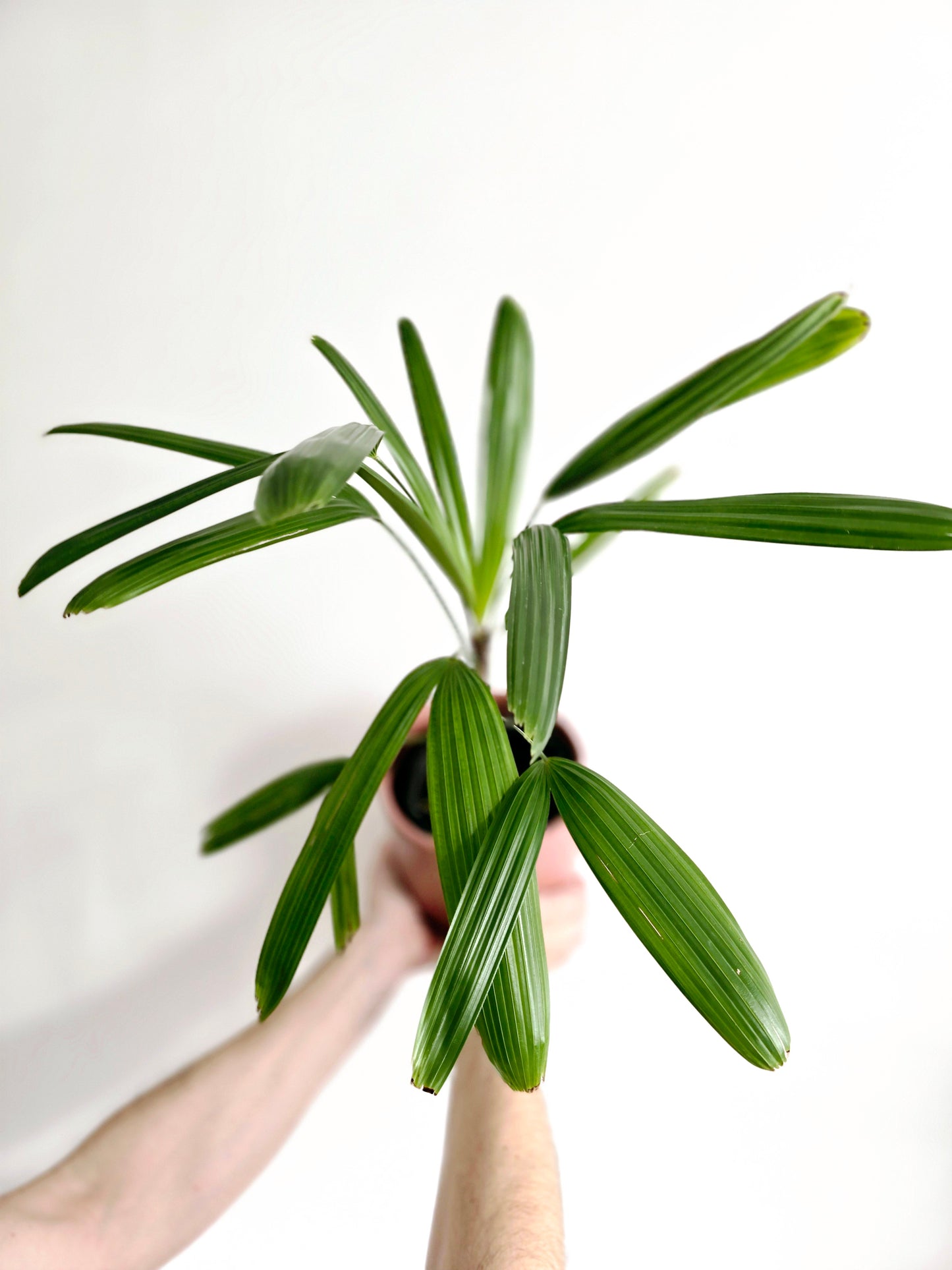 Rhapis Excelsa 'Lady Palm' - 140mm