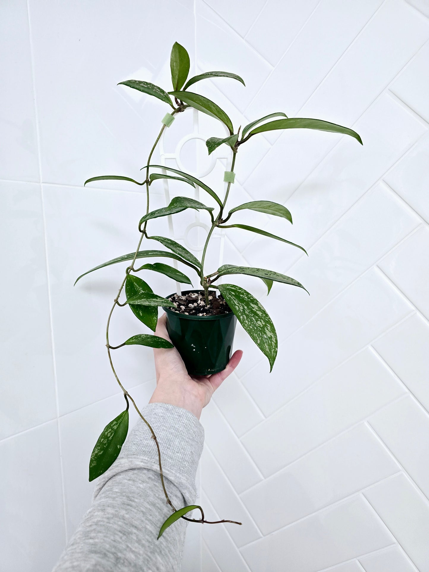 Hoya 'Silver Splash' Ladder - 100mm