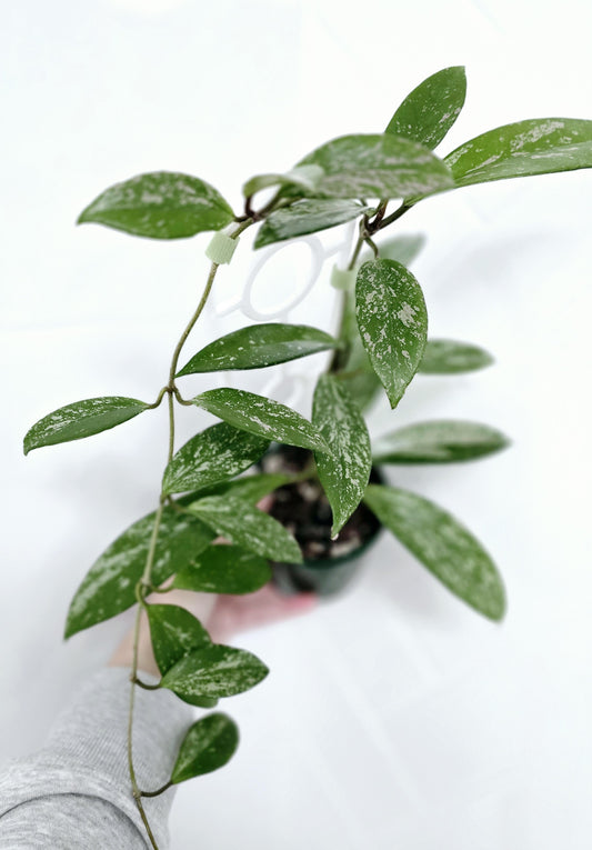 Hoya 'Silver Splash' Ladder - 100mm