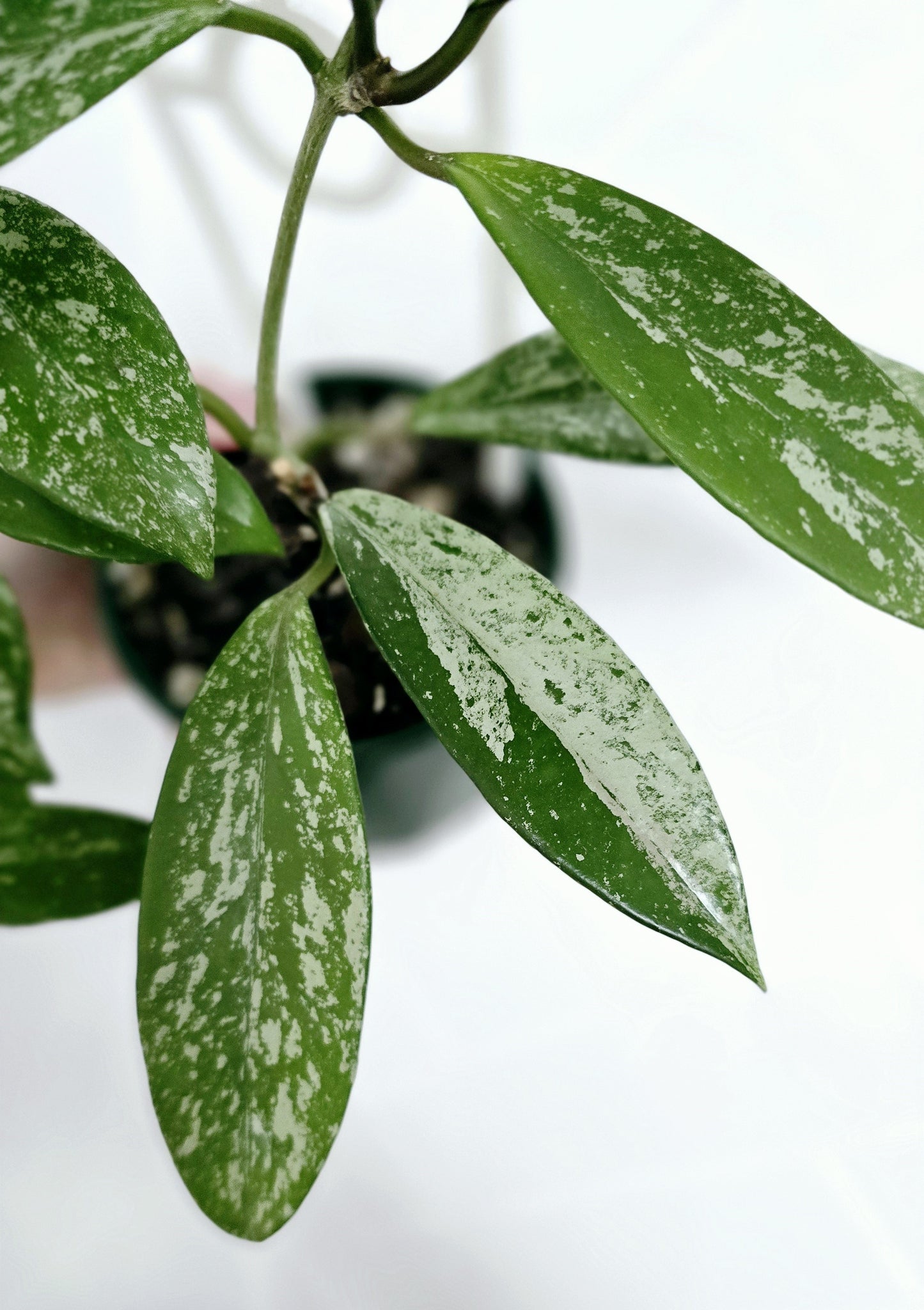 Hoya 'Silver Splash' Ladder - 100mm