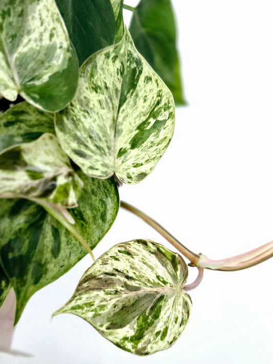 Philodendron Hederaceum 'Variegated Heart Leaf' - 100mm