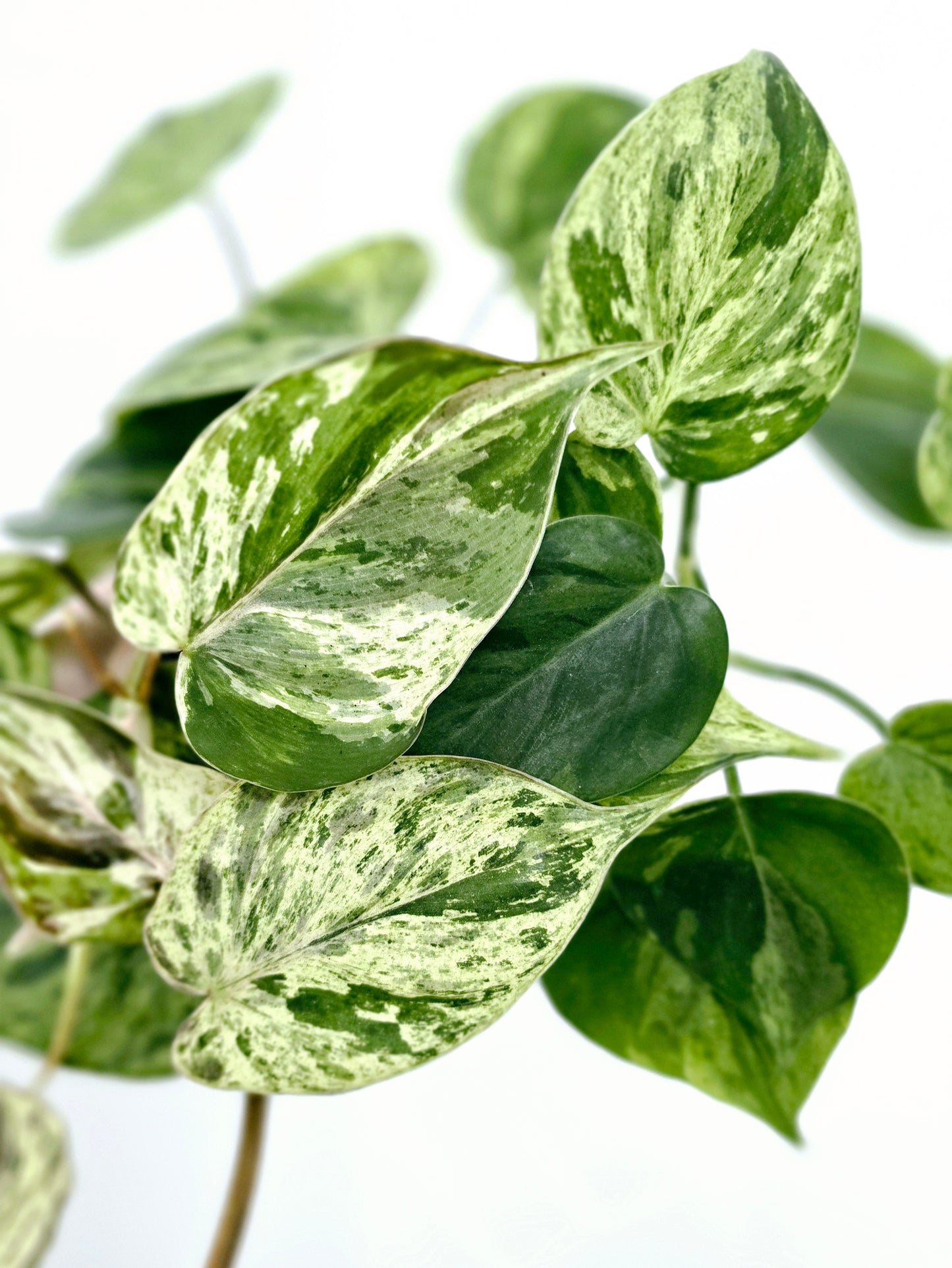 Philodendron Hederaceum 'Variegated Heart Leaf' - 100mm