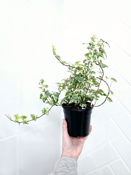 Hedera Helix 'Variegated Ivy' - 118mm