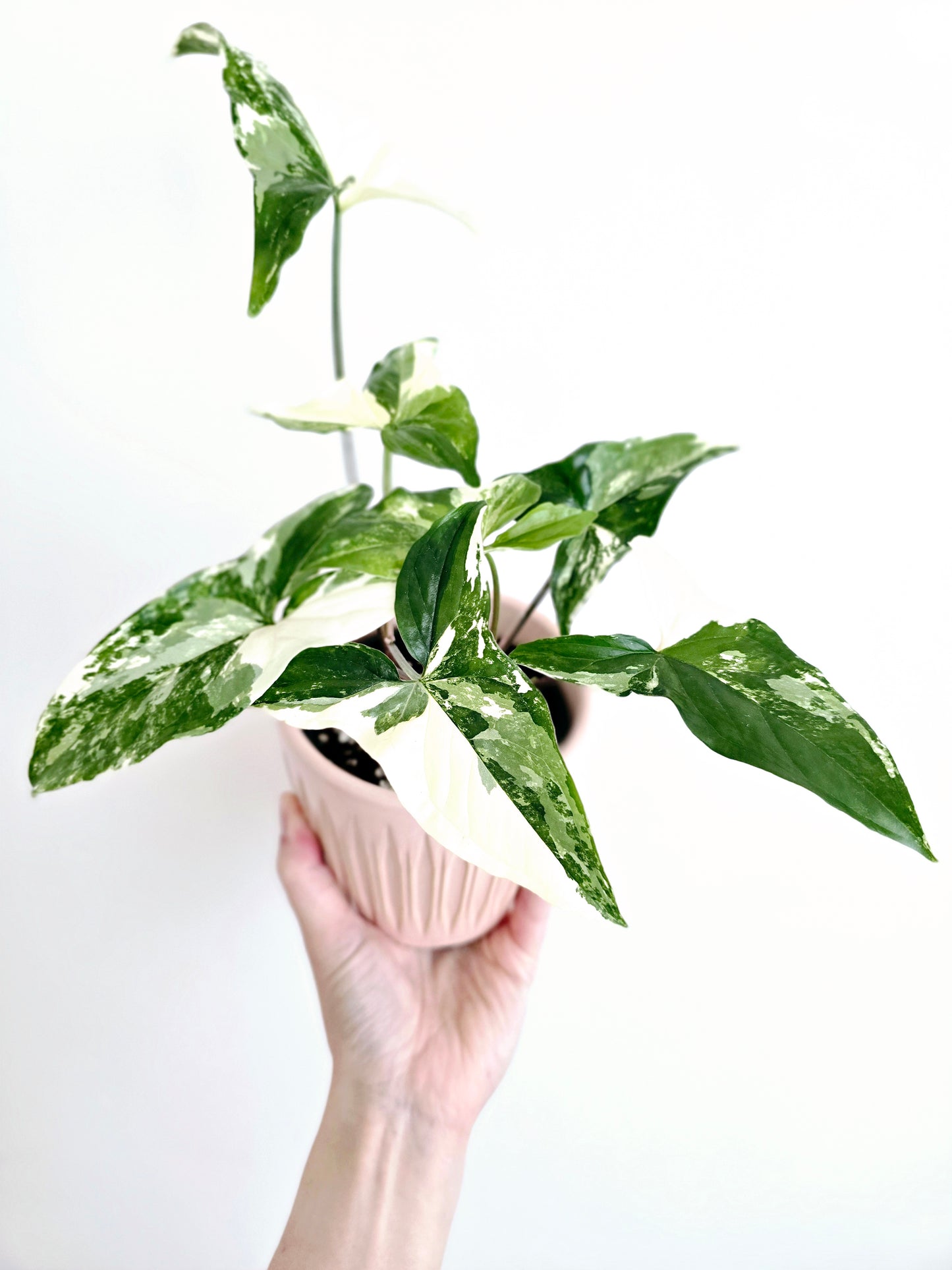 Syngonium Podophyllum 'Fantasy' - 100mm