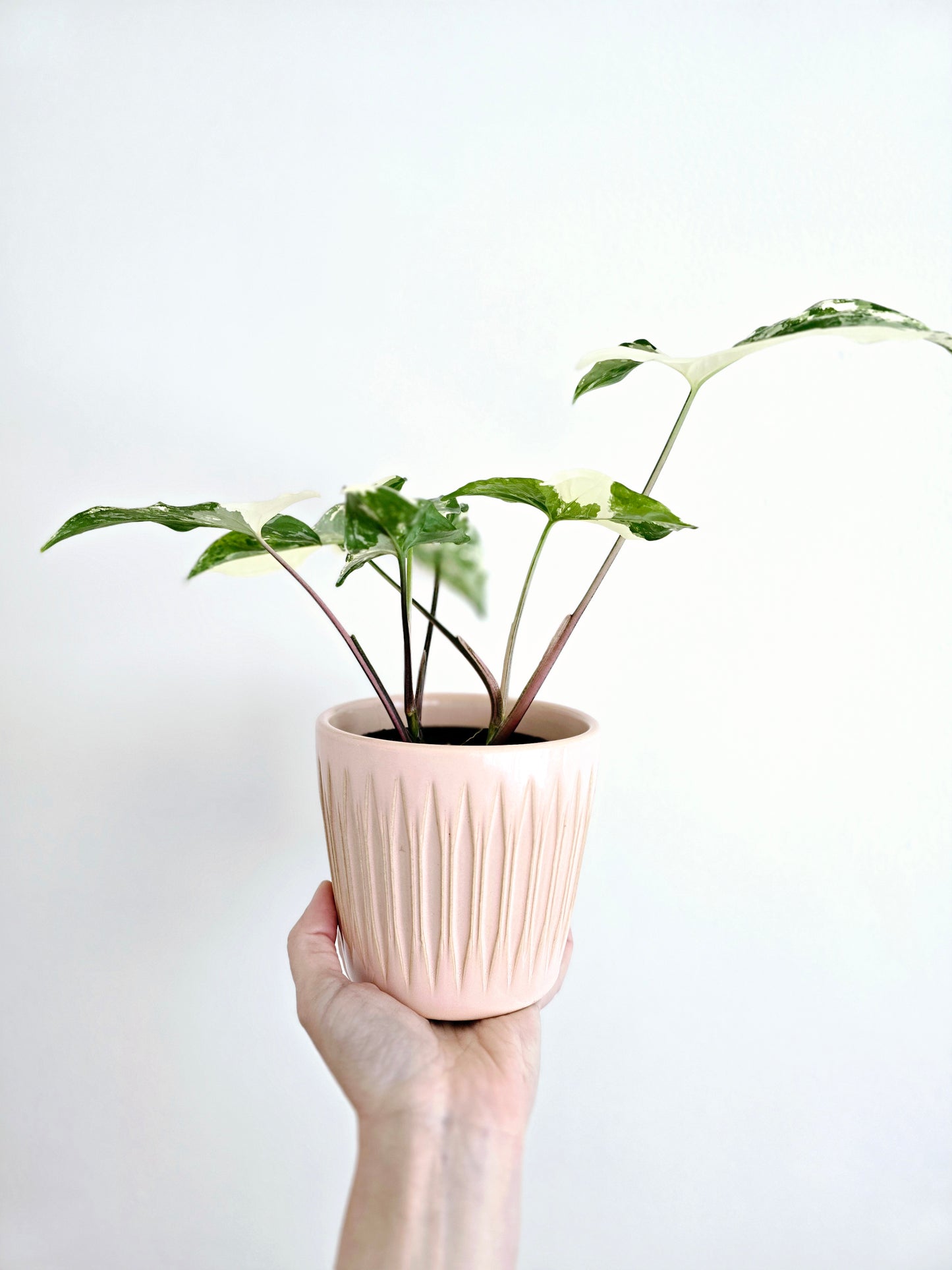 Syngonium Podophyllum 'Fantasy' - 100mm