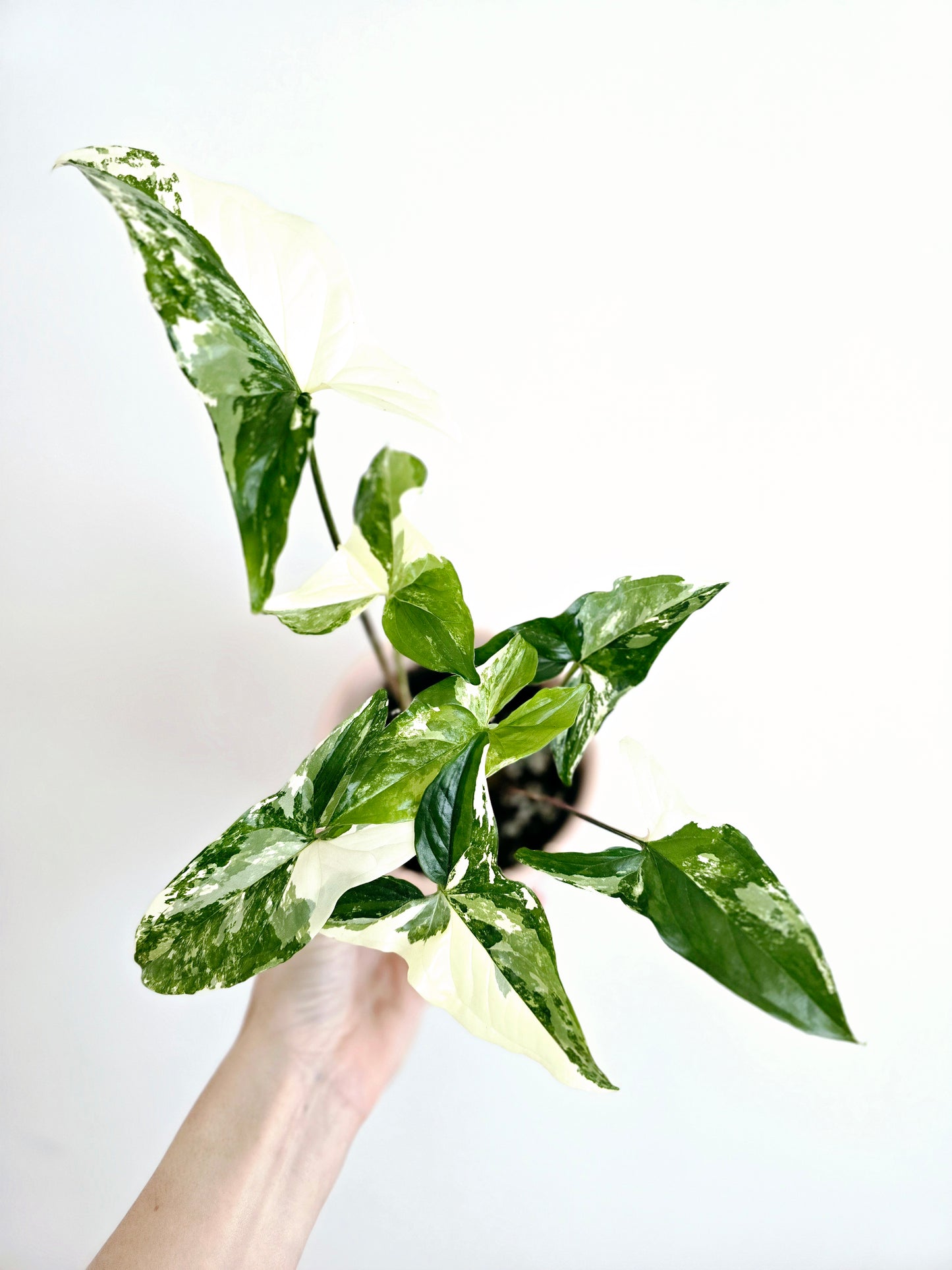 Syngonium Podophyllum 'Fantasy' - 100mm