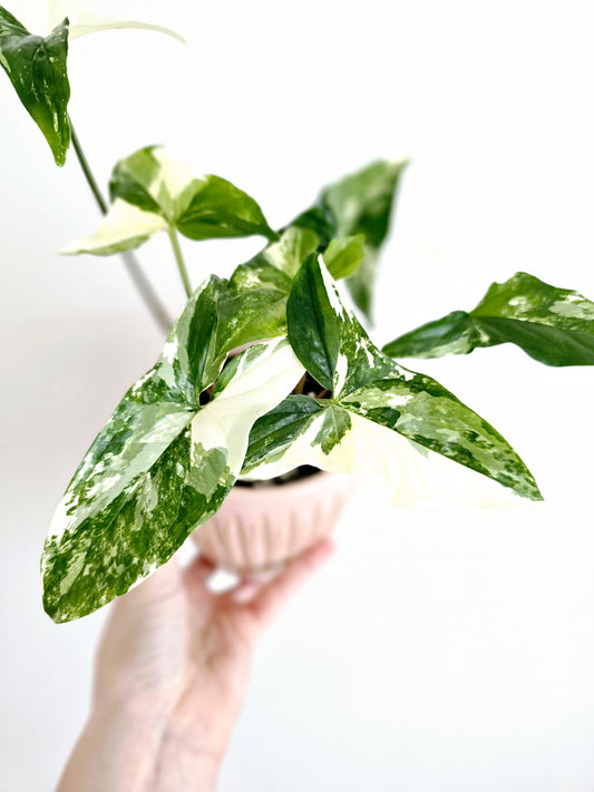 Syngonium Podophyllum 'Fantasy' - 100mm