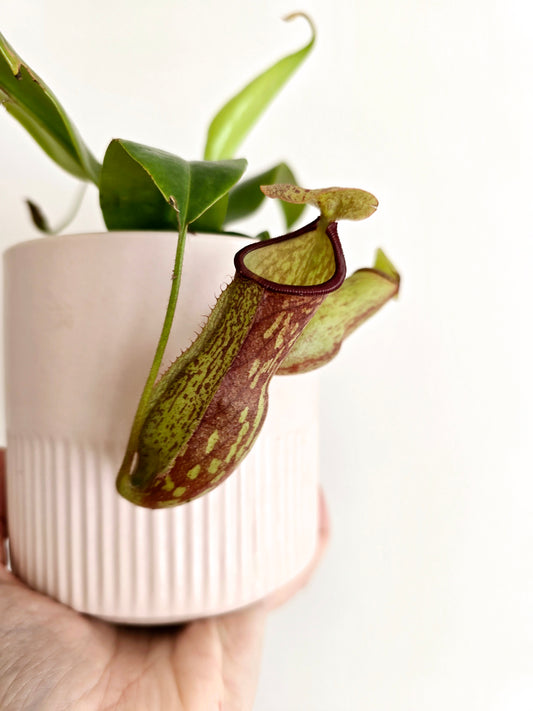 Nepenthes 'St Gaya' - 100mm