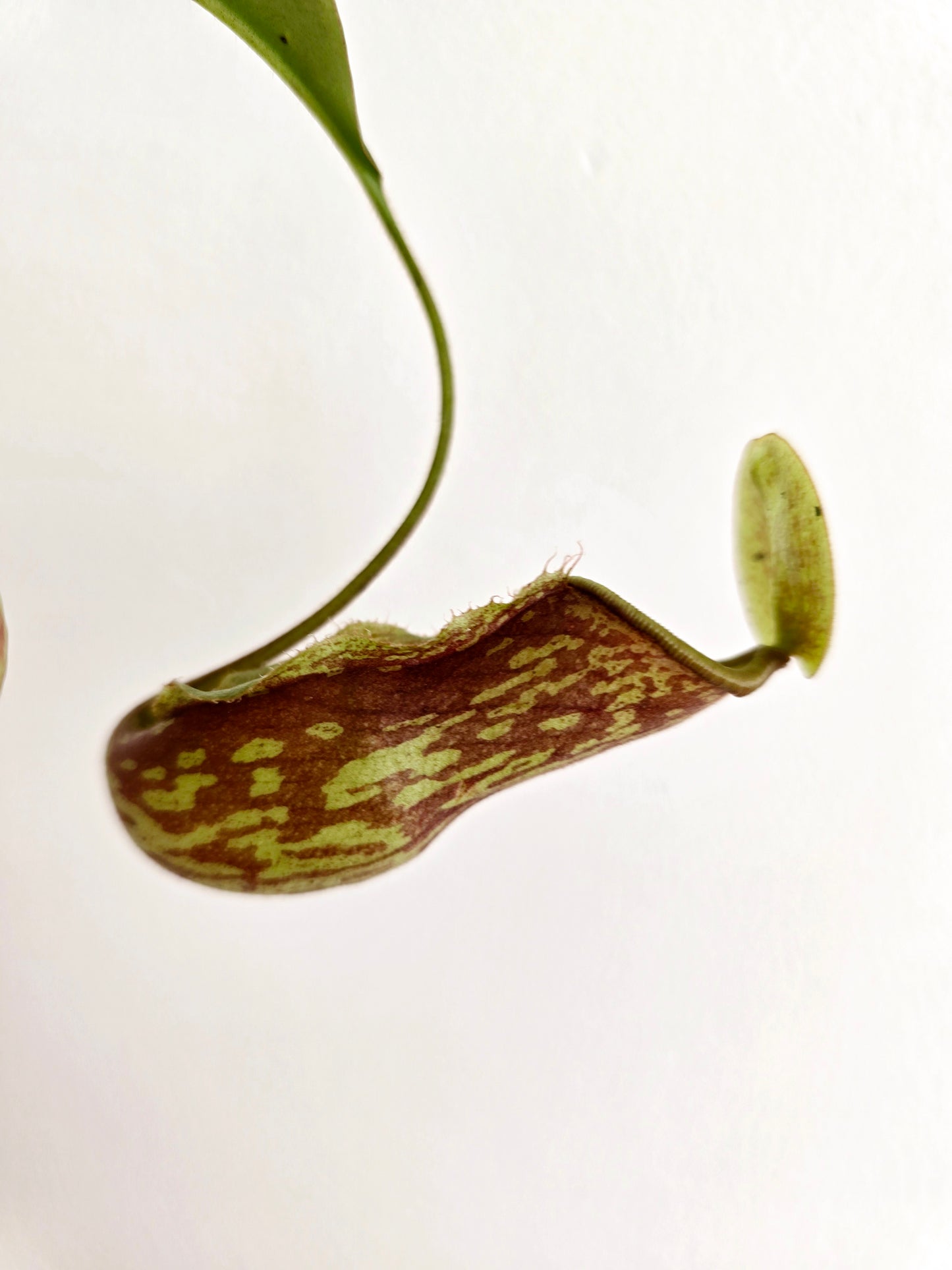 Nepenthes 'St Gaya' - 100mm
