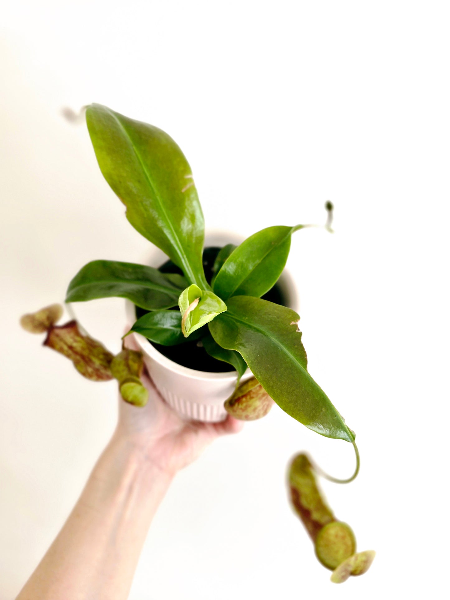 Nepenthes 'St Gaya' - 100mm