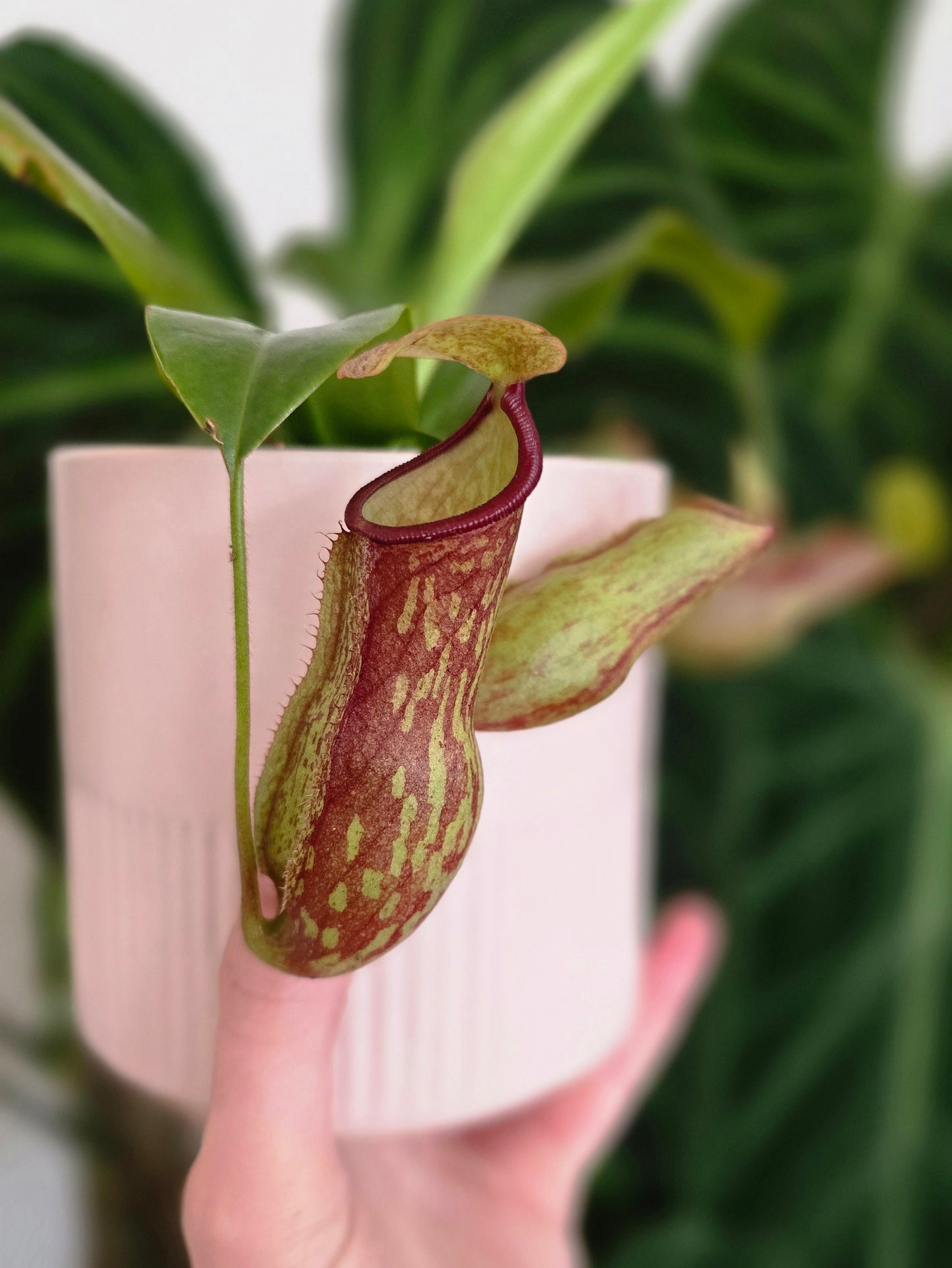 Nepenthes 'St Gaya' - 100mm