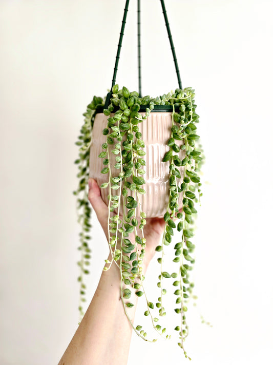 Senecio 'Angels Tears' Hanging Basket - 130mm