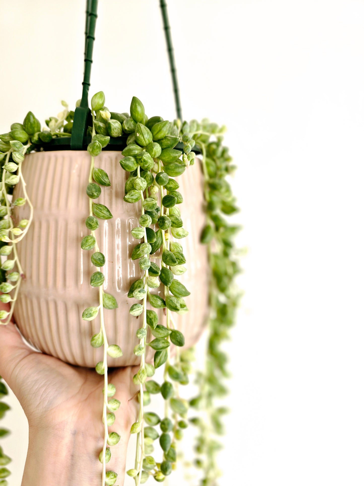 Senecio 'Angels Tears' Hanging Basket - 130mm