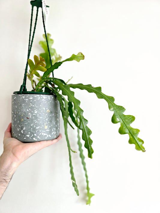 Disocactus Anguliger 'Zig Zag' Hanging Basket - 130mm