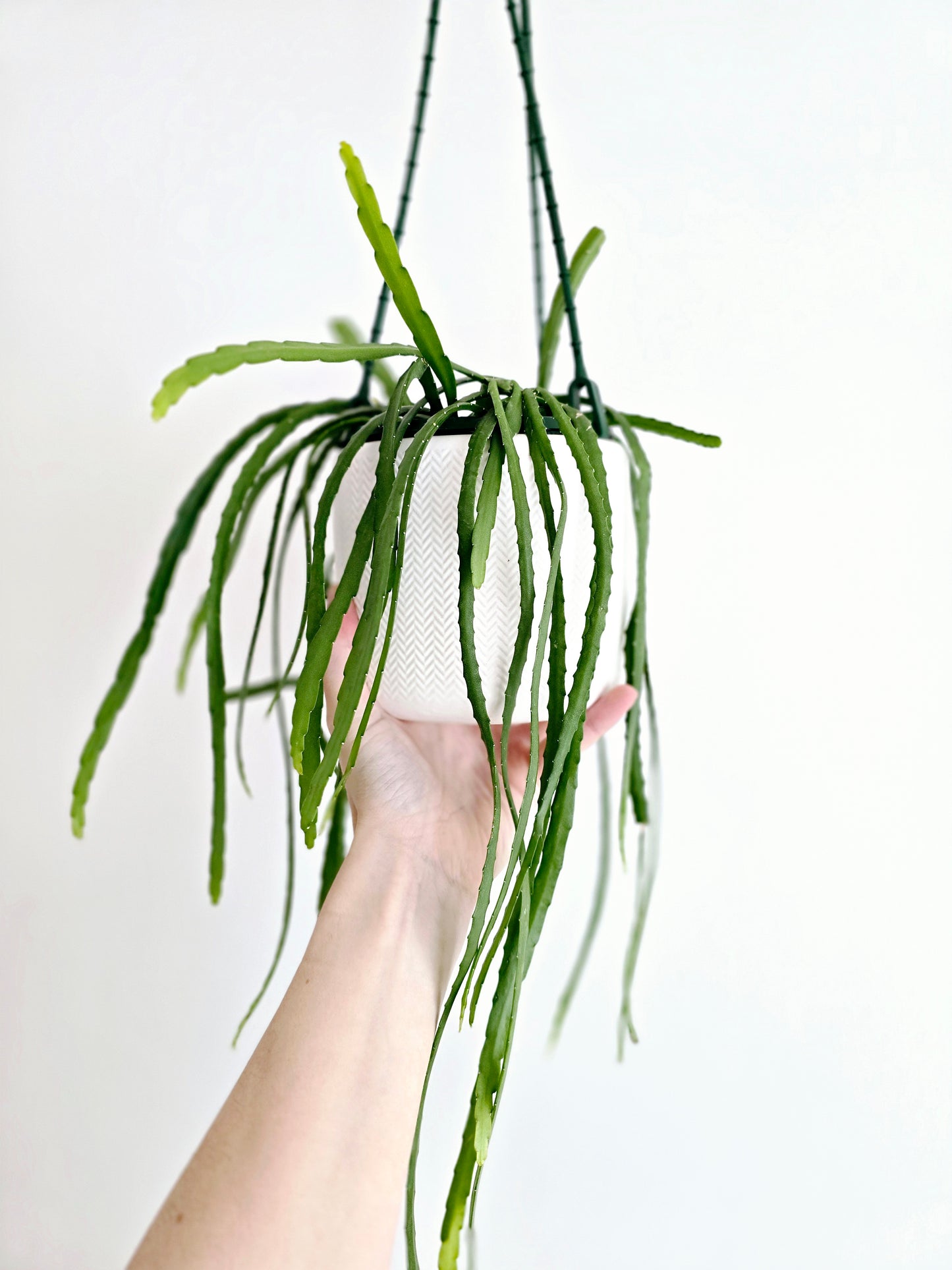 Rhipsalis 'Bolivianum' Hanging Basket - 130mm