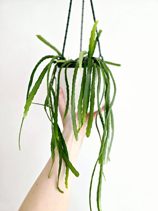 Rhipsalis 'Bolivianum' Hanging Basket - 130mm