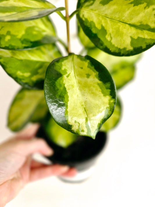 Hoya Australis 'Lisa' Ladder - 118mm