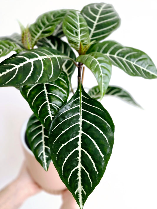 Aphelandra Squarrosa 'Zebra' - 165mm