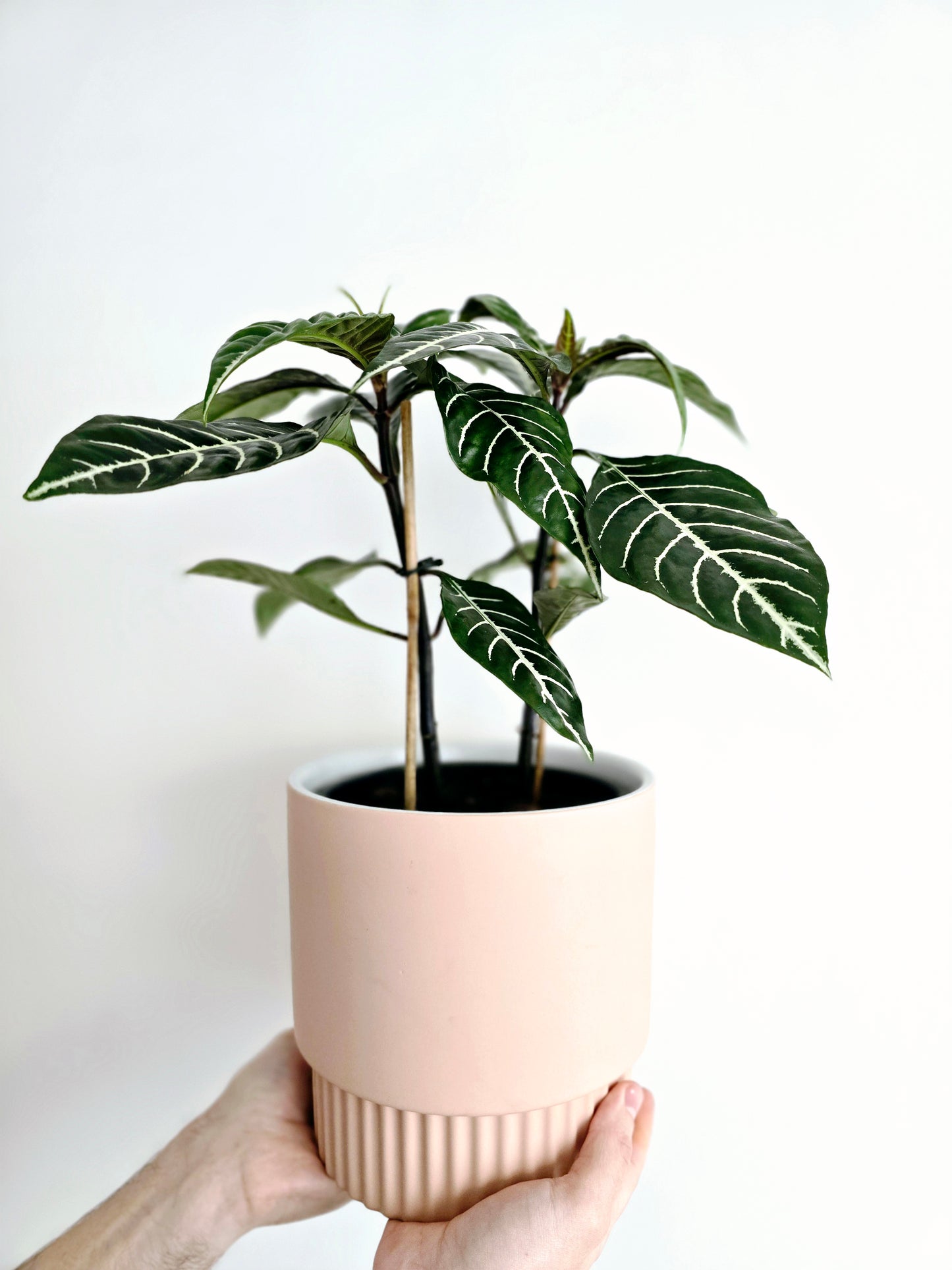 Aphelandra Squarrosa 'Zebra' - 165mm
