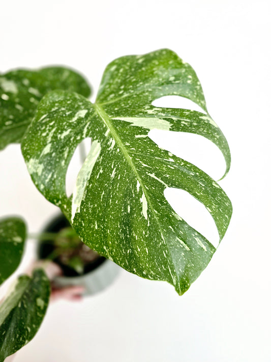 Monstera 'Thai Constellation' - 125mm