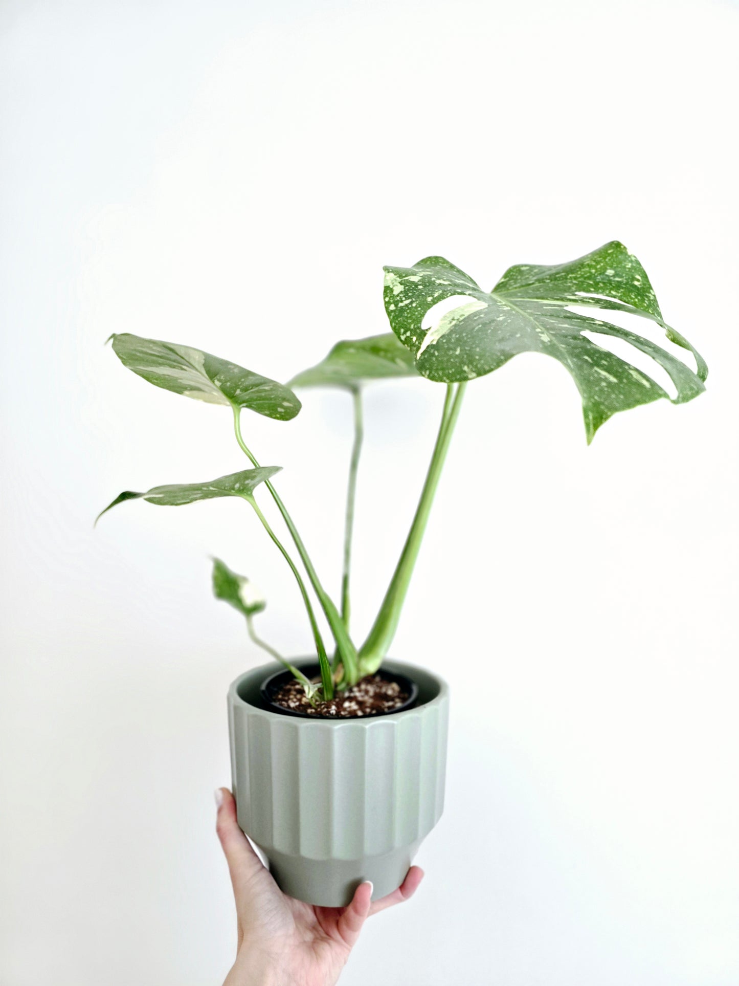Monstera 'Thai Constellation' - 125mm