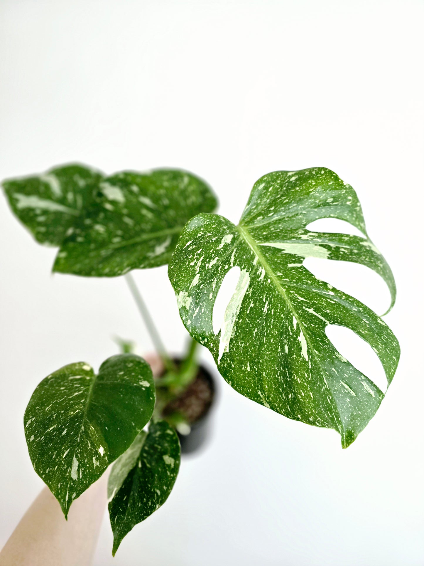 Monstera 'Thai Constellation' - 125mm
