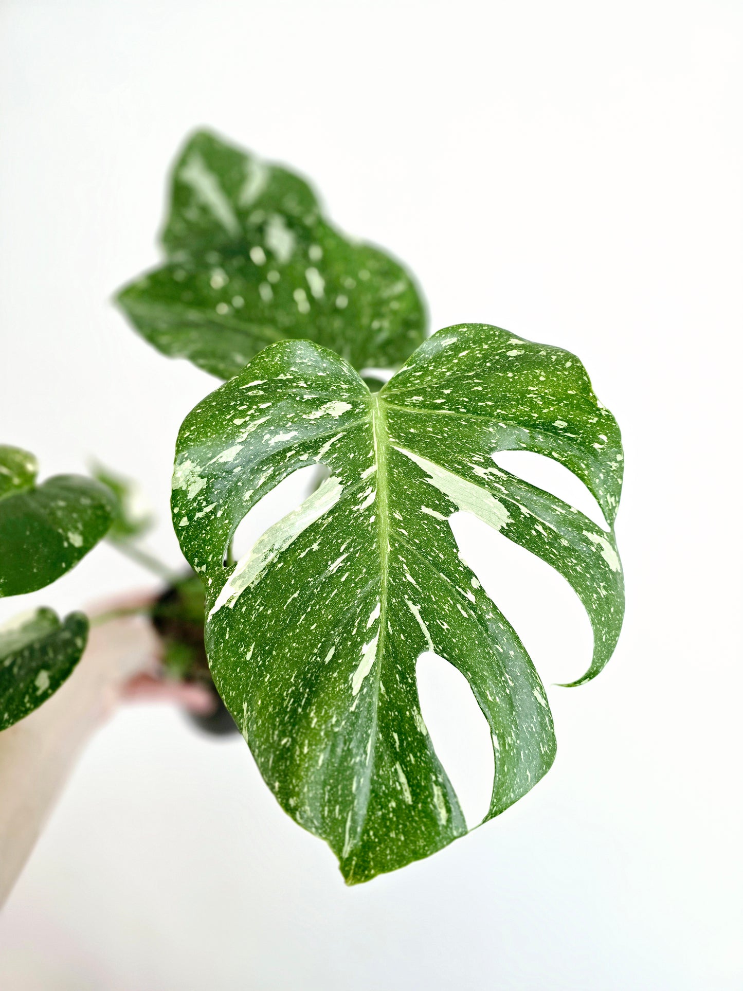 Monstera 'Thai Constellation' - 125mm