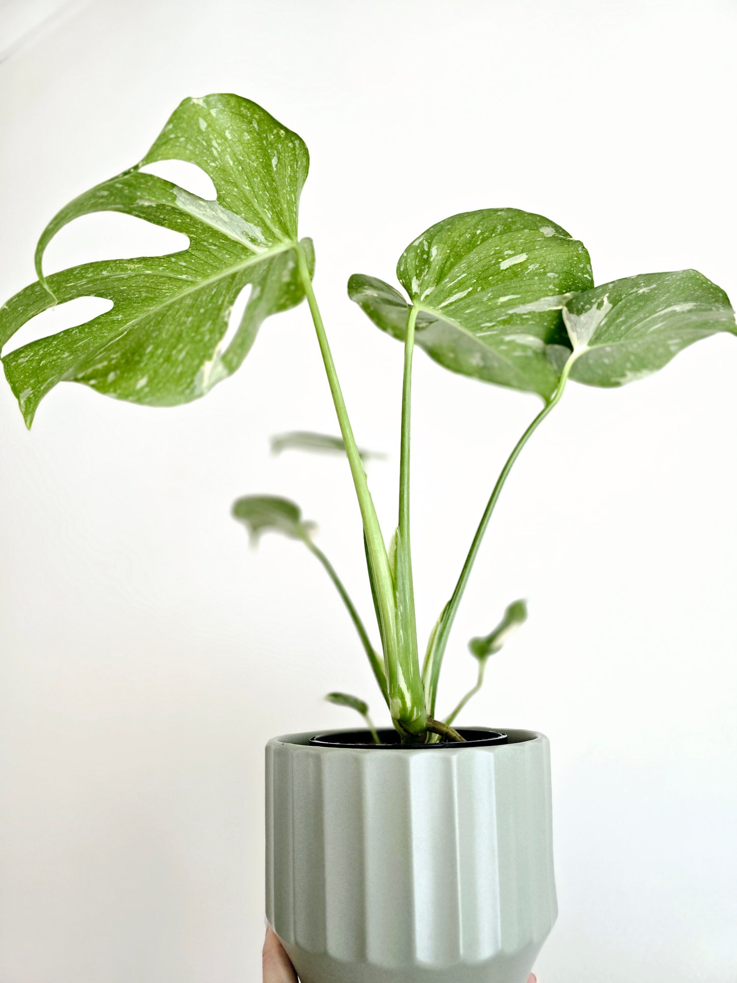 Monstera 'Thai Constellation' - 125mm