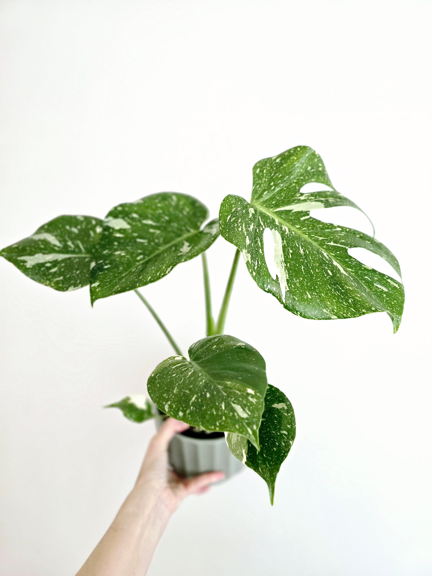 Monstera 'Thai Constellation' - 125mm