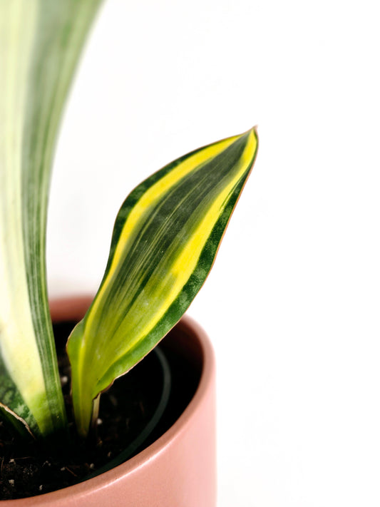 Sansevieria Masoniana 'Whale Fin'