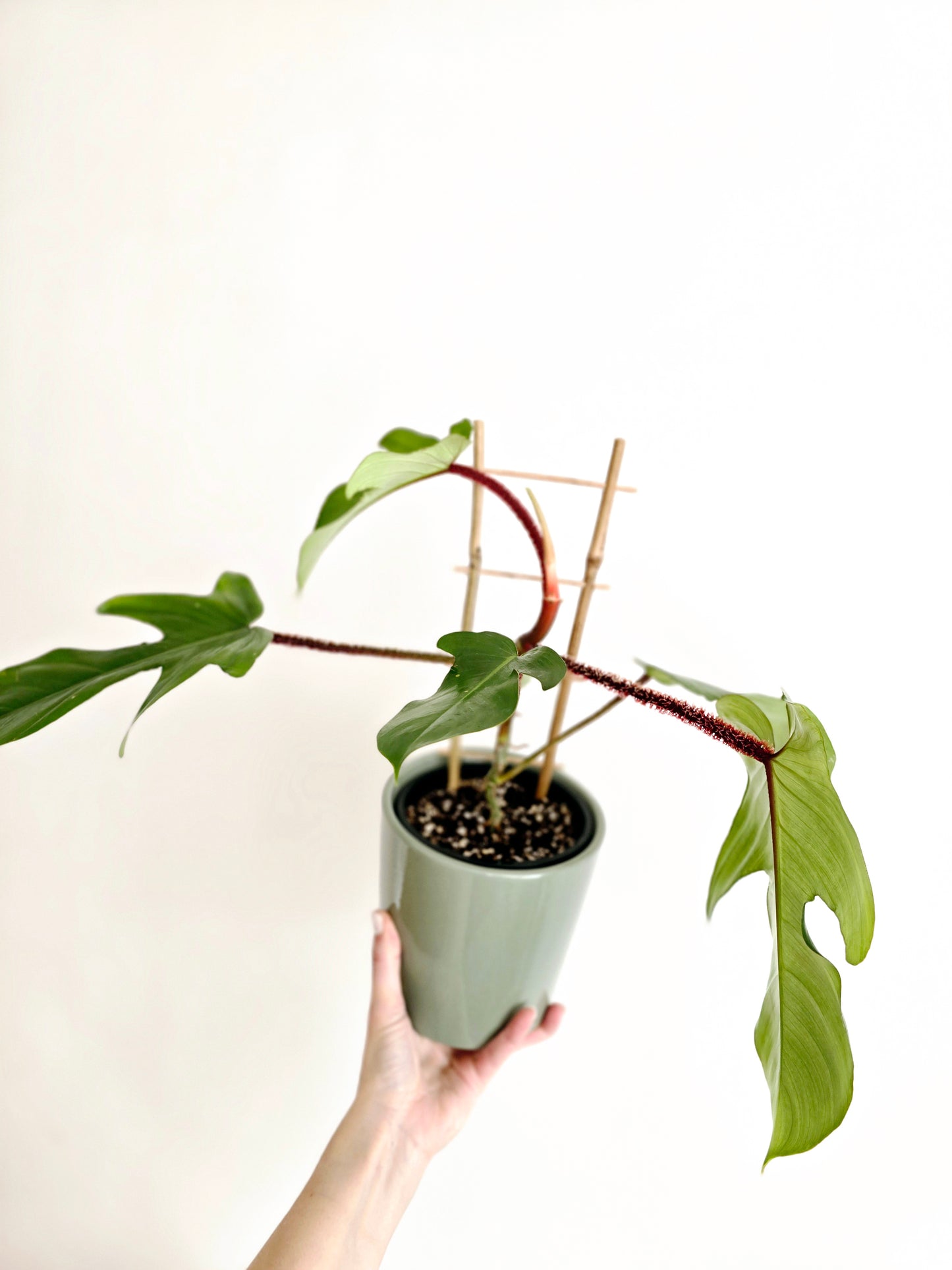Philodendron 'Squamiferum' Ladder - 125mm