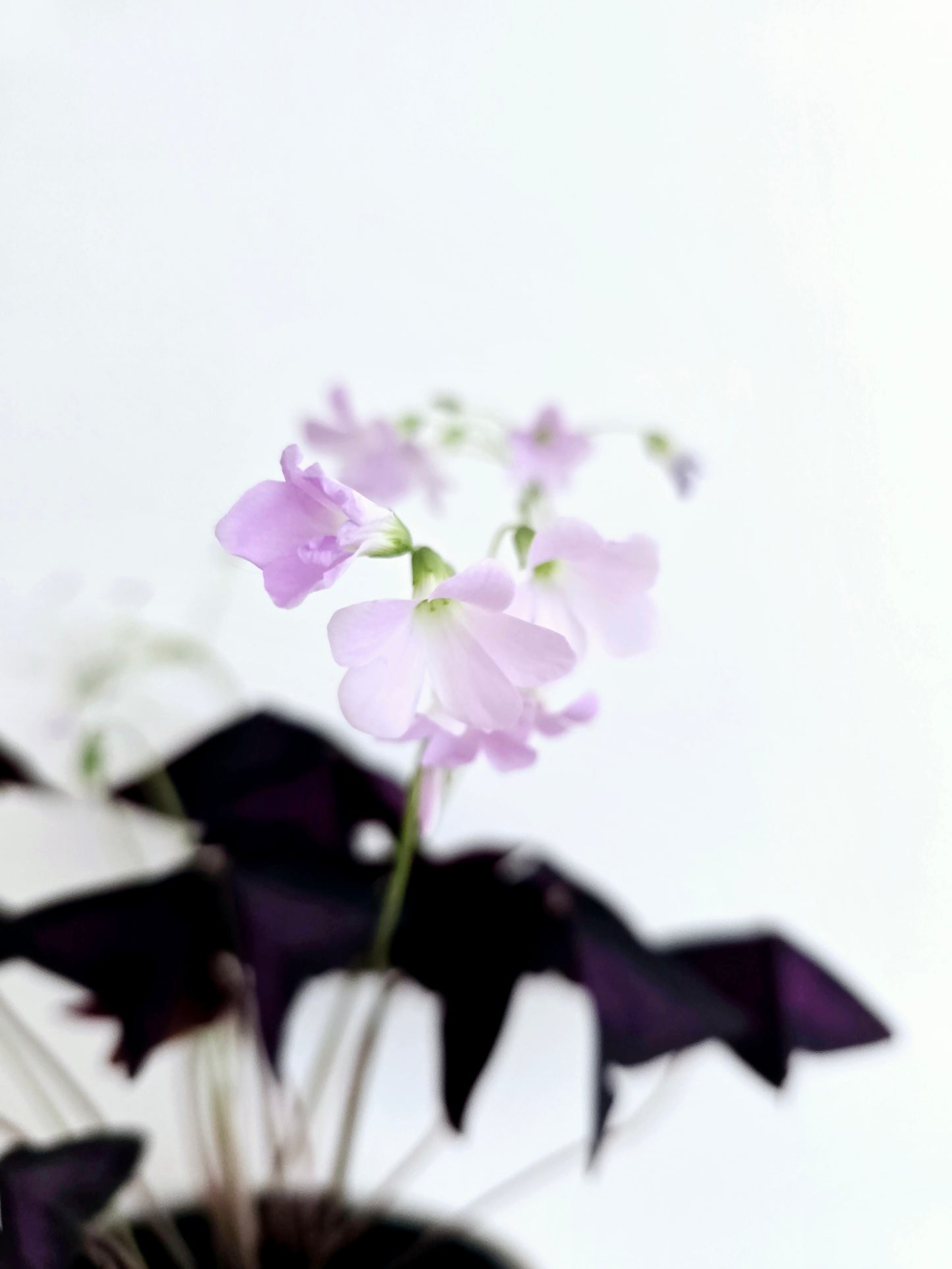 Oxalis Triangularis 'Purple' - 118mm