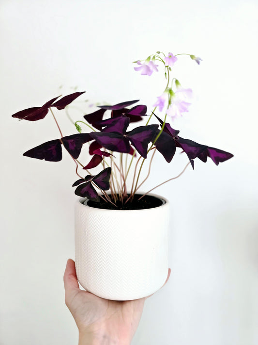 Oxalis Triangularis 'Purple' - 118mm
