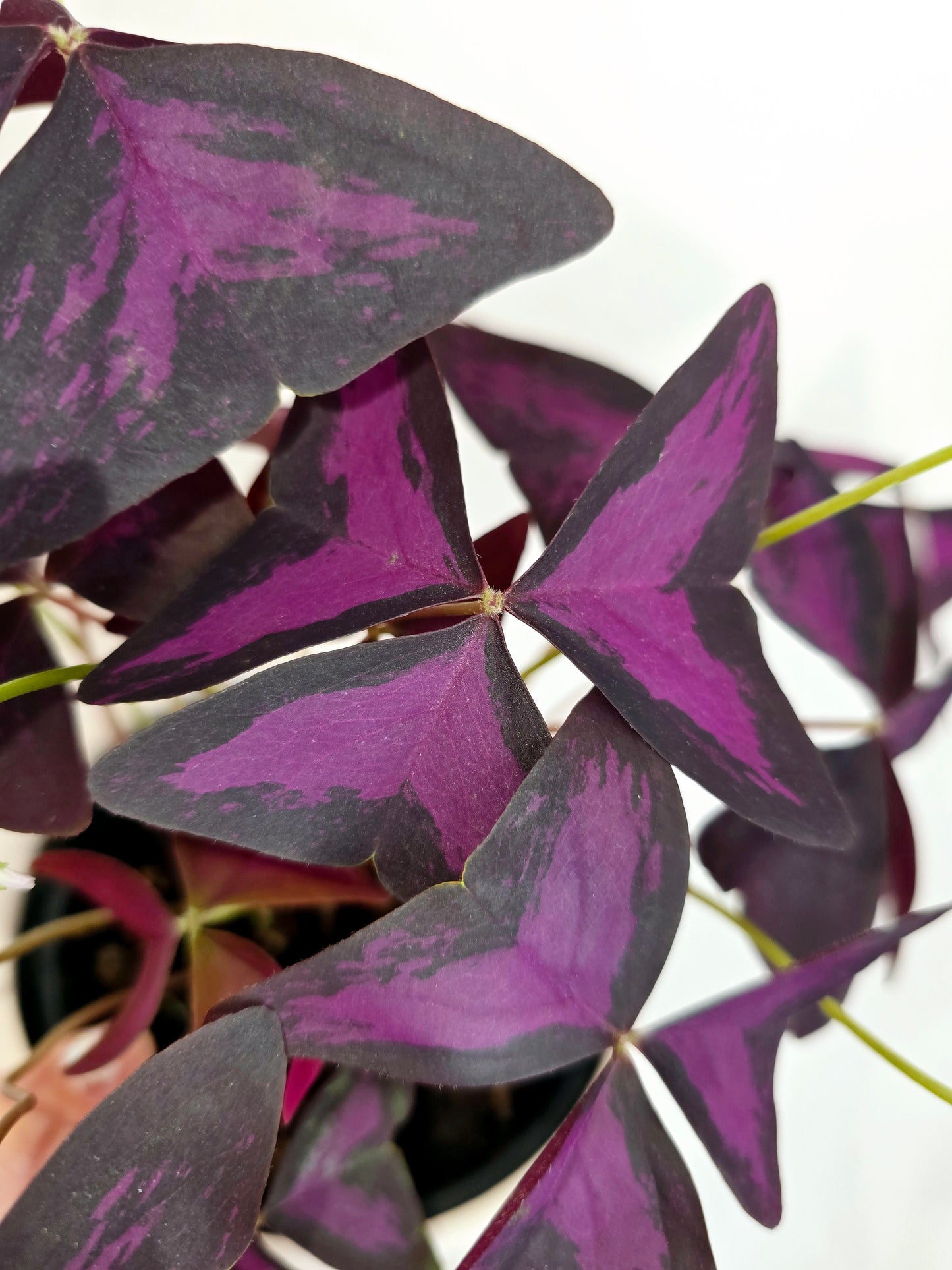 Oxalis Triangularis 'Purple' - 118mm