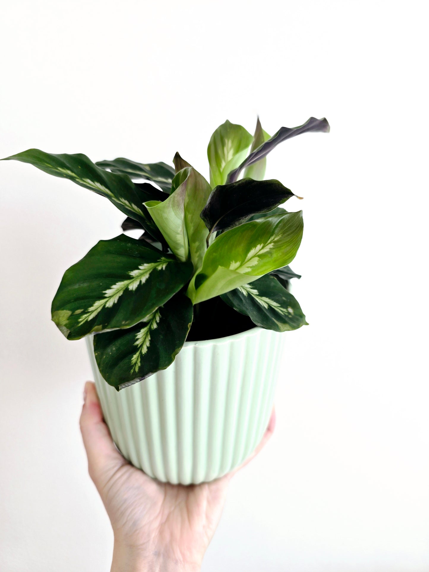 Calathea 'Maui Queen' - 118mm