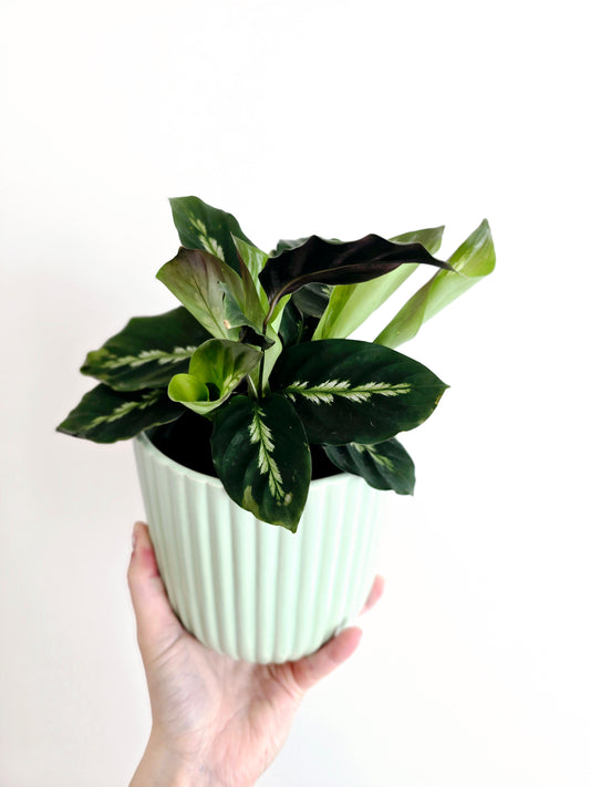 Calathea 'Maui Queen' - 118mm