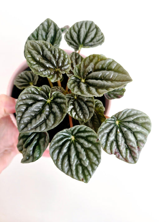 Peperomia Marmorata 'Silver Heart' - 118mm