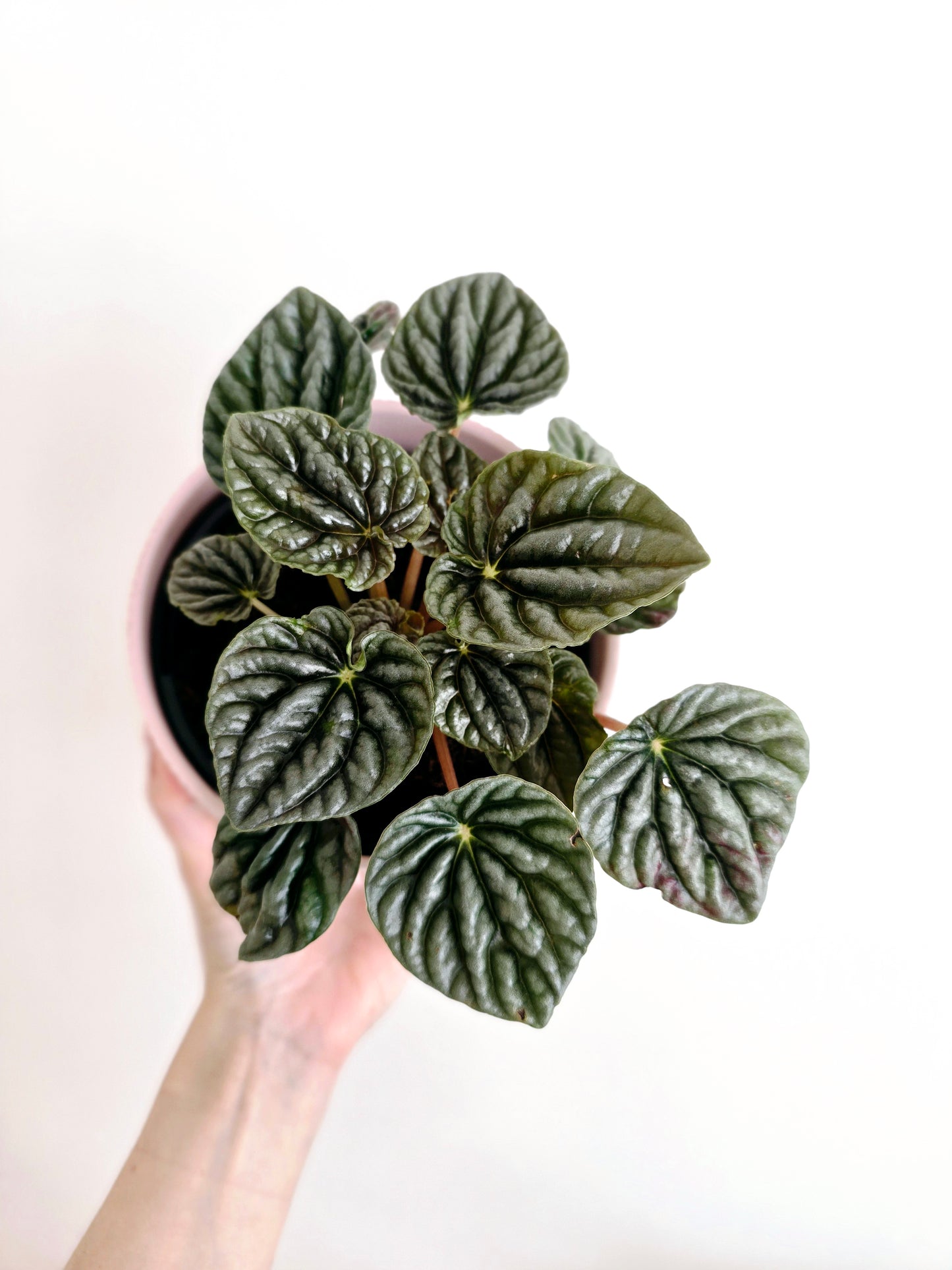 Peperomia Marmorata 'Silver Heart' - 118mm