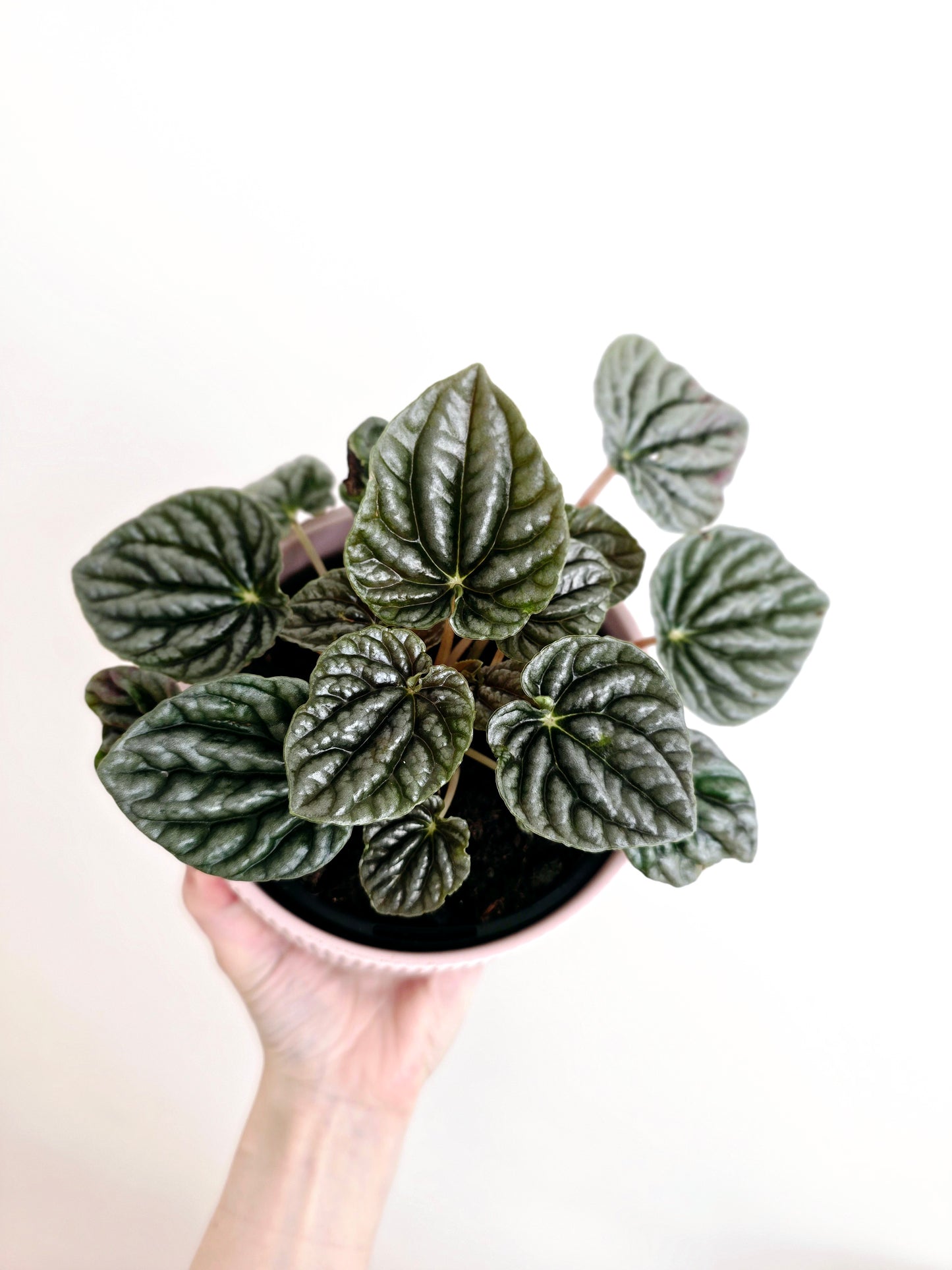 Peperomia Marmorata 'Silver Heart' - 118mm