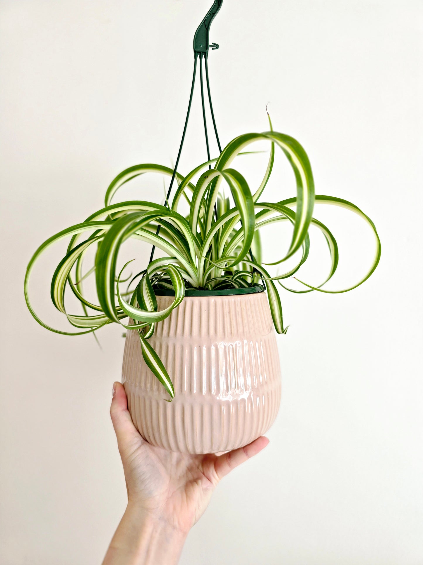 Chlorophytum 'Bonnie' Hanging Basket - 130mm