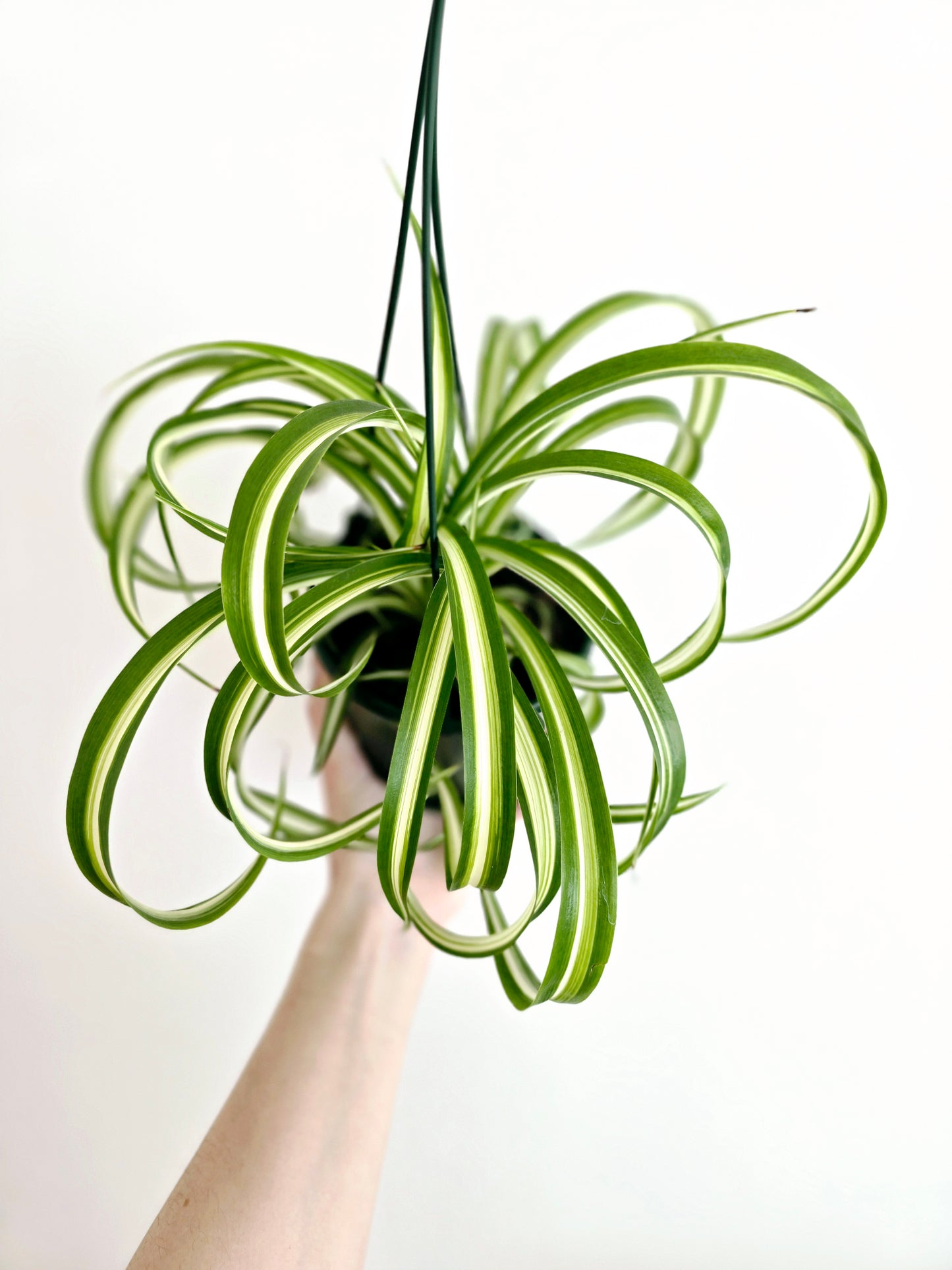Chlorophytum 'Bonnie' Hanging Basket - 130mm