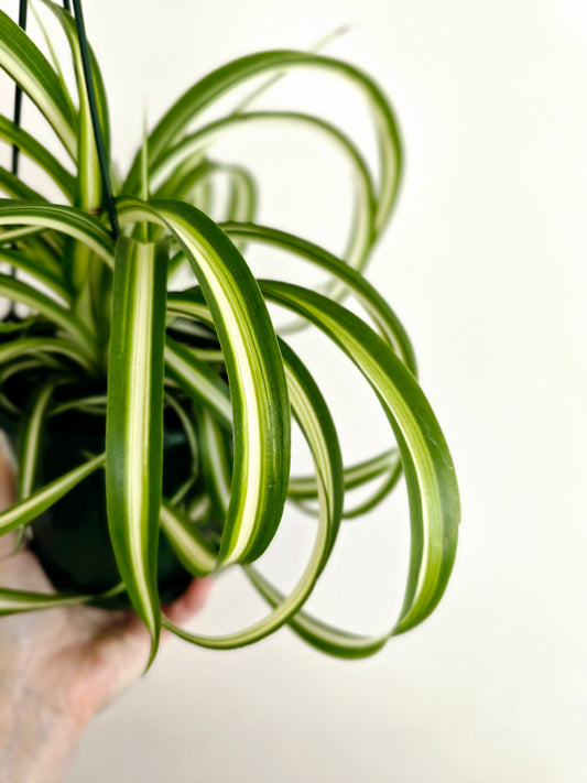 Chlorophytum 'Bonnie' Hanging Basket - 130mm