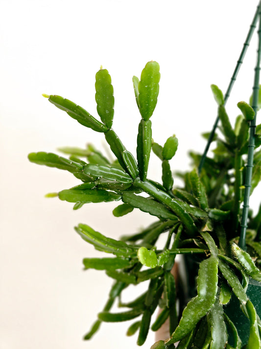 Rhipsalis 'Micrantha' Hanging Basket - 130mm