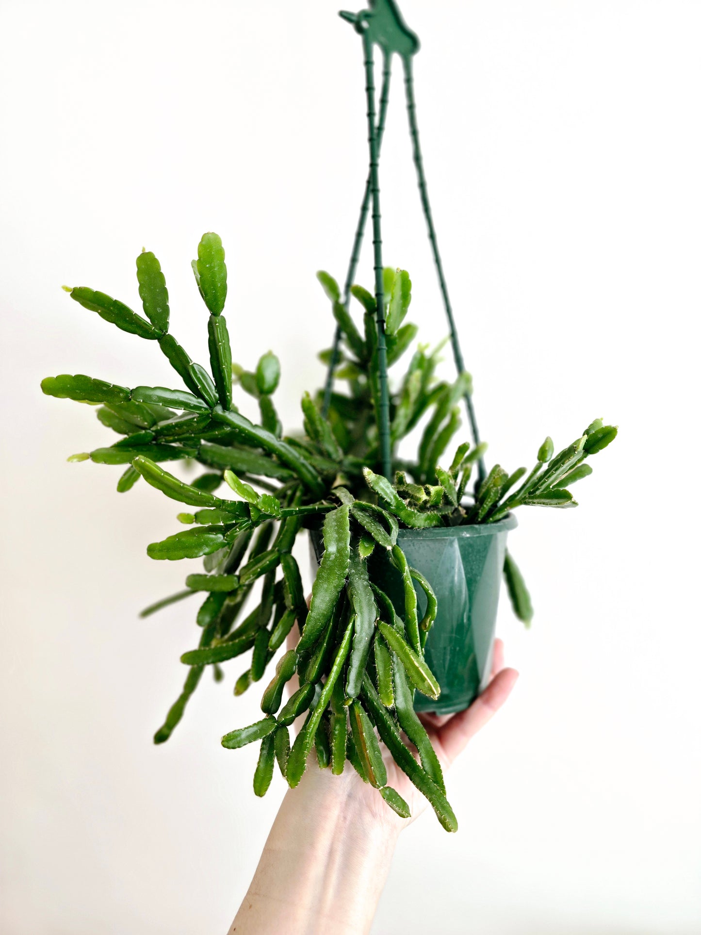 Rhipsalis 'Micrantha' Hanging Basket - 130mm