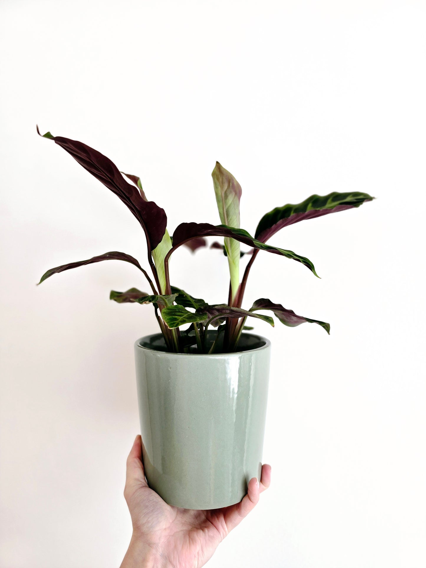 Calathea 'Warscewiczii' - 118mm