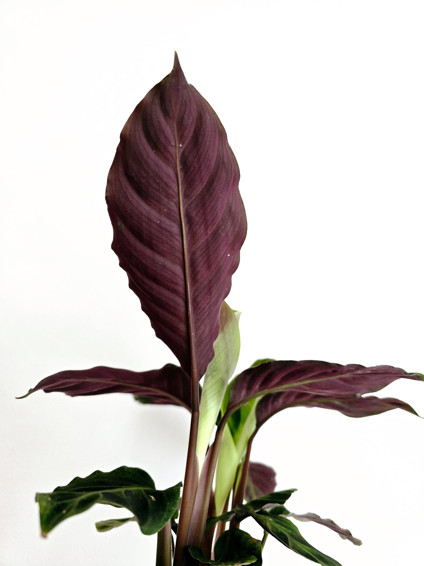 Calathea 'Warscewiczii' - 118mm