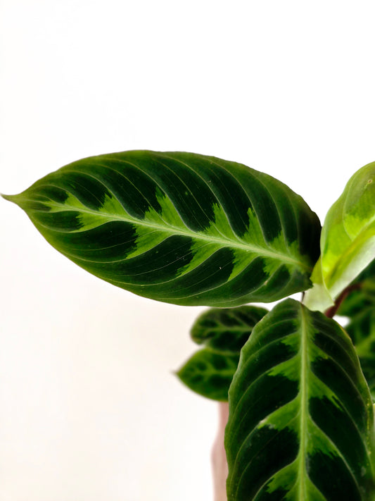 Calathea 'Warscewiczii' - 118mm