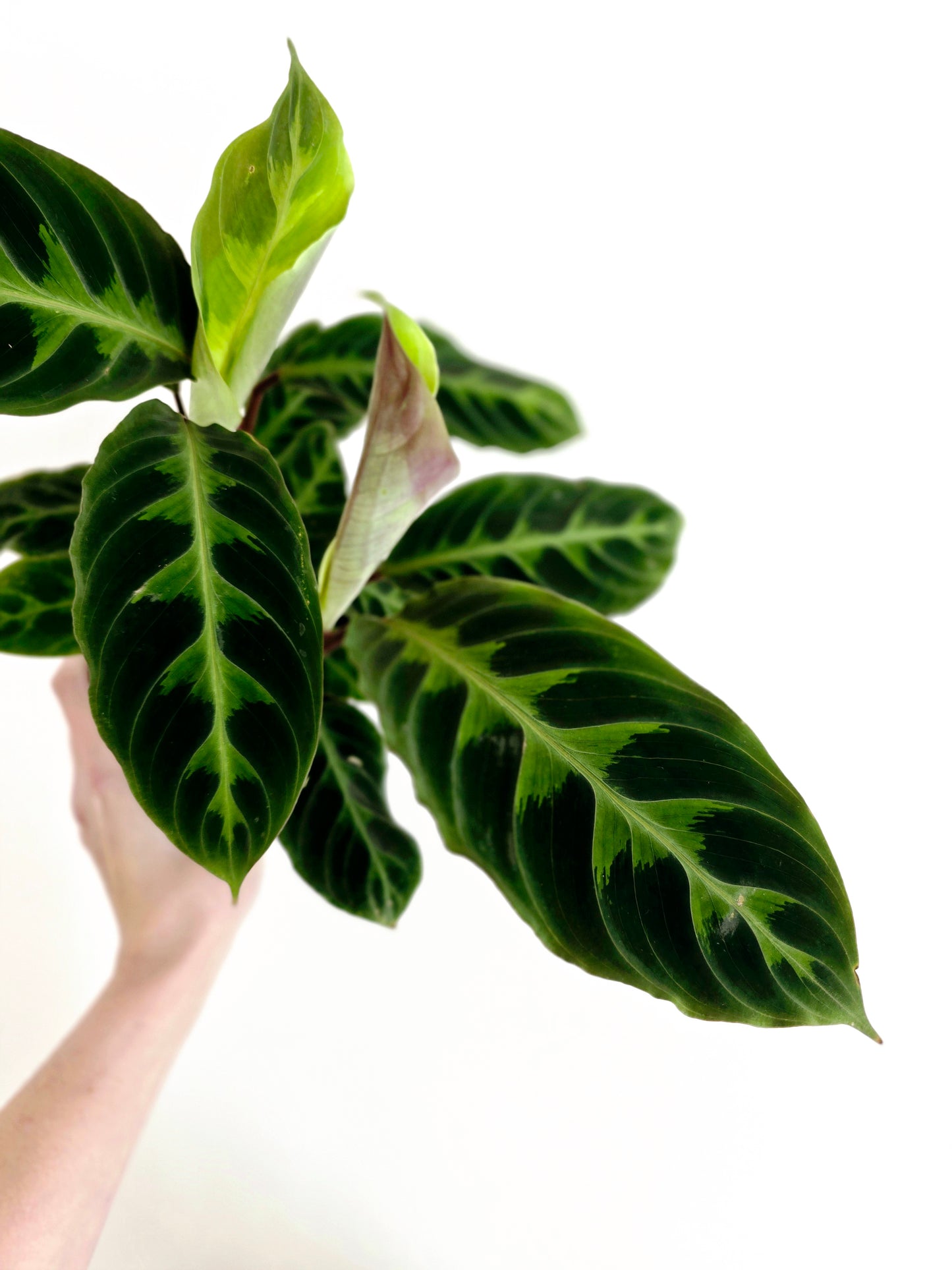Calathea 'Warscewiczii' - 118mm
