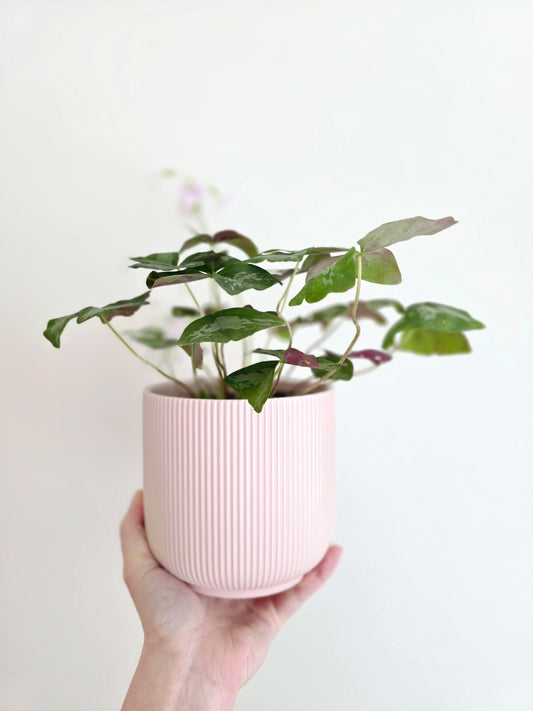 Oxalis Triangularis 'Irish Mist' - 118mm