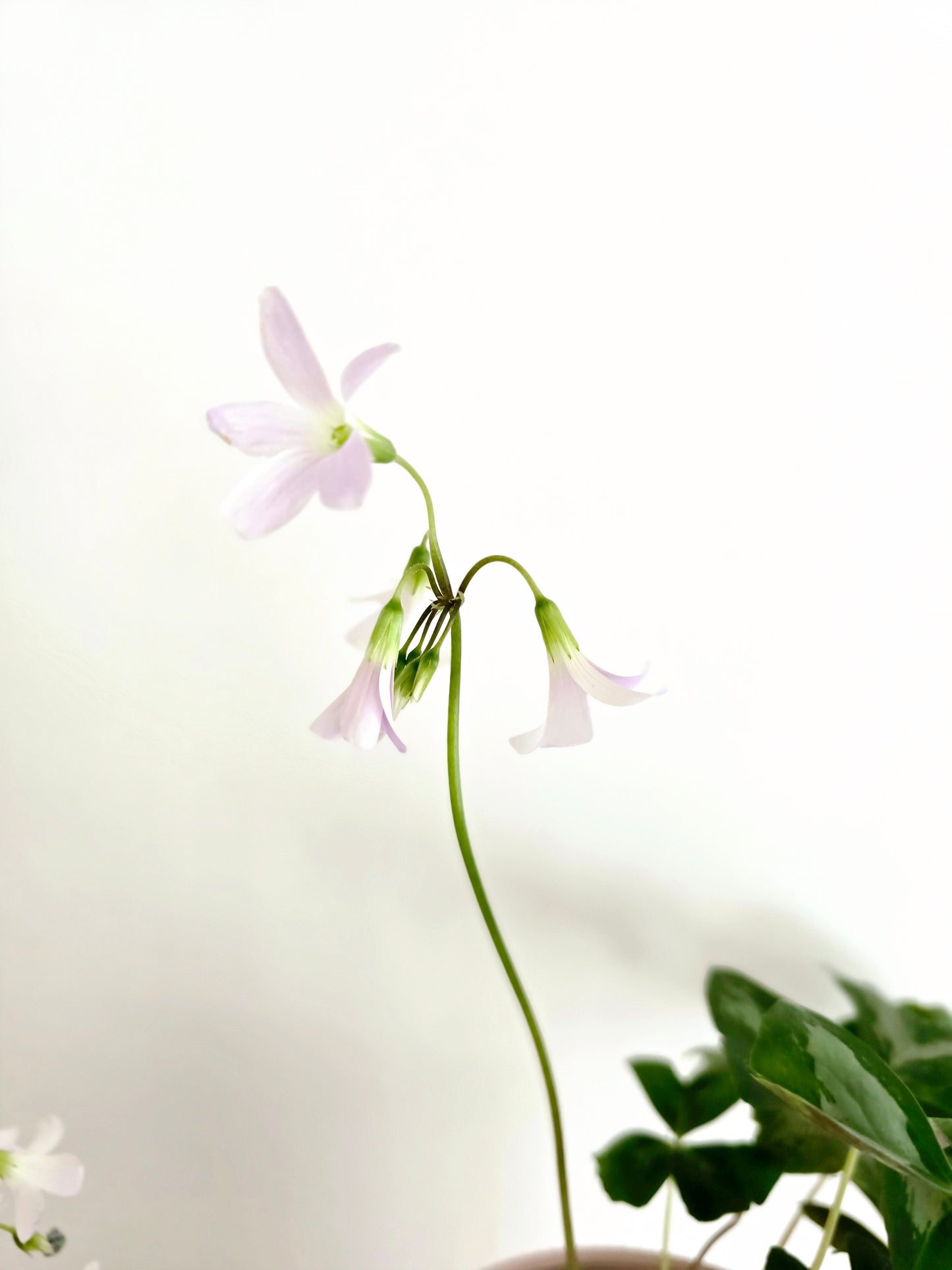 Oxalis Triangularis 'Irish Mist' - 118mm